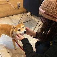 Cute doggo friend!  at De Patchka in Amsterdam