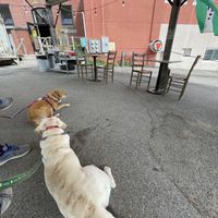 Dog friendly outside patio   at Chase's Daily in Belfast