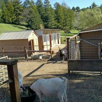 Snack time at Rancho Compasion  in Nicasio