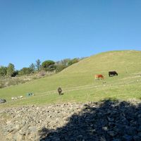 Afternoon grazing at Rancho Compasion  in Nicasio