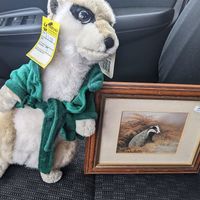 Not that I needed these but I couldn't resist when we made eye contact... at Farplace Animal Rescue in Stanley