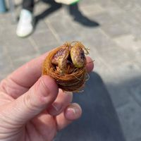  at Falafel Top in Leuven