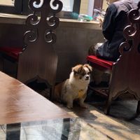 Doggy waiting for tacos with his dad at La Mesa in Shanghai