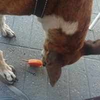 En Luna kreeg ook nog een heerlijk ijsje zonder suiker gemaakt van wortel, appel en banaan♥️🐾🐾 at IceLab NiceCream Creations in Antwerpen