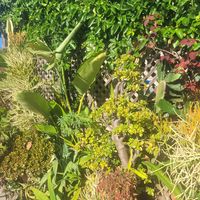 so many plants 😍 at Peace Pies in San Diego