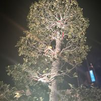 Lovely setting  at Chloe's Chinese Restaurant in Paphos