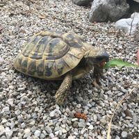   at Gasthaus Siriuskogl in Bad Ischl