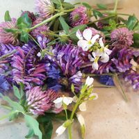 Wild flower and wild weed for salad in every meal at Bab Full Ggot 밥풀꽃 in Seoul