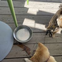   at Brown Dog Gelato in Rosarito