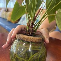 plant!  at Tree Hugger Plant-Based Kitchen in Kansas City