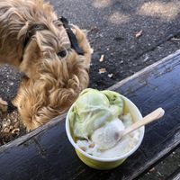 Matcha and peanut stevia icecream   at Eissalon Olivier in Ludwigsburg