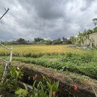   at Alam Green Lotus in Ubud