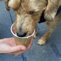 The best pup cup 🐶🐾 coconut milk  at BARE - Bites Bowls & Brews in Bowral