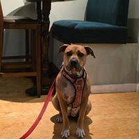  at Hank's Vegan Restaurant in Ipswich