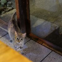 Cat Visitor at Sobre Las Olas in Cahuita