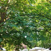 Gastgarten at Alte Dorfmühle in Bensheim