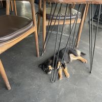 Doggo   at Wayan's Warung in Ubud