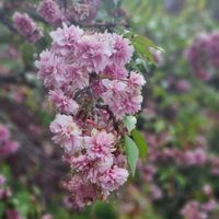 . at Topiary in Tea Tree Gully