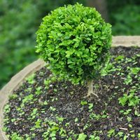 . at Topiary in Tea Tree Gully