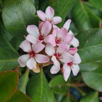 . at Topiary in Tea Tree Gully