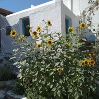 Daddy's 🌻 at Kalamia in Koufonisia