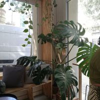 Local at NEØ Coffee House in Barcelona