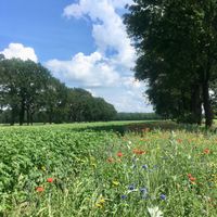 The surroundings in which the little village Odoorn is situated.  at Joost in Odoorn