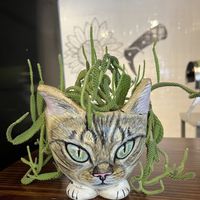   at Planticeria in Panama City