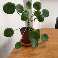  at Original Green in Paris