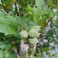  at VeggieDick in Mikulov