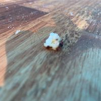 Cross contamination of cheese on our vegan pizza :/ at Third Base Pizza and Frozen Custard Parlor in Occoquan