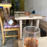 local cat at Pisekar Vegan Food in Antalya