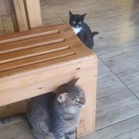 Some of the cats coming to Pisekar for food and cuddles at Pisekar Vegan Food in Antalya