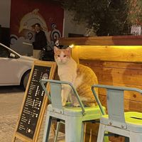 Cat  at Pisekar Vegan Food in Antalya