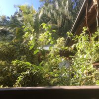 View from table  at Getaway Garden Cafe in Agnes Water