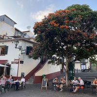 Tables under the blooming tree  at Gavino Restaurante Bar in Funchal