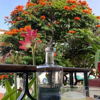 Gavino at Gavino Restaurante Bar in Funchal