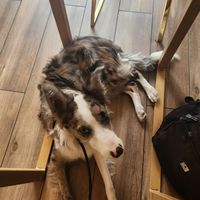 dog friendly 🥰 at Vegan Sushi Bar - Downtown in Amsterdam