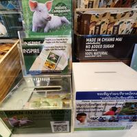  at The Vegano Bistro in Chiang Mai