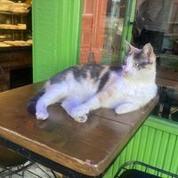 One of the cats hanging around outsidee  at Veganarsist Kadıköy - Osmanağa in Istanbul