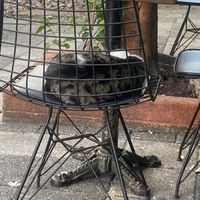 Another street cat making herself at homee  at Veganarsist Kadıköy - Osmanağa in Istanbul