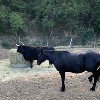 Animali Liberi   at Rifugio La Tana Del Bianconiglio in Castiglione Dorcia