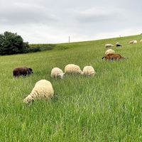 Animali Liberi  at Rifugio La Tana Del Bianconiglio in Castiglione Dorcia