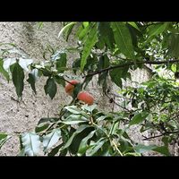 Peach tree at Shromaždiště in Prague