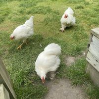 Lovely company ❤ at Theetuin Het Kaslokaal in Oostkapelle