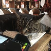 In-house cat relaxing on the register :) at Sol Semilla in Paris