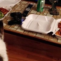  at Sham - Mont Royal in Montreal