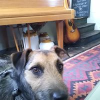 Dog friendly! at Kyffin Cafe Deli in Bangor