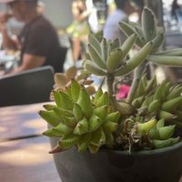 Abundant succulents   at Little Barn Coffee House in Los Angeles