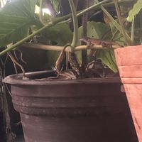 not food   at Gopals - Vegetariano's in Cancun